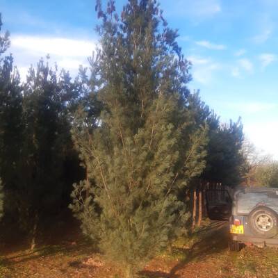 Pinus strobus Fastigiata_01